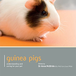 Guinea Pig - Pet Friendly