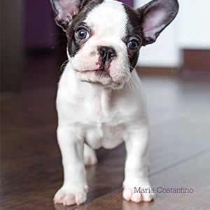 The Dog Breed Handbook