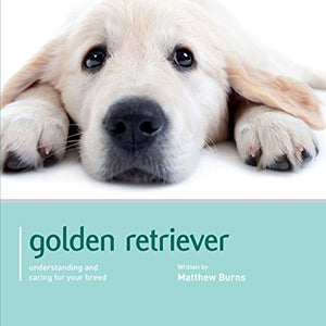 Golden Retriever - Dog Expert