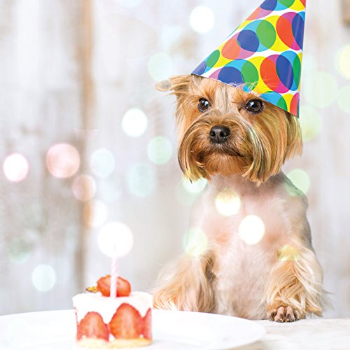 Yorkshire Terrier Party Hat