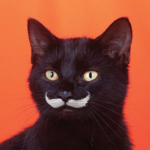 Cat With Moustache Flitter