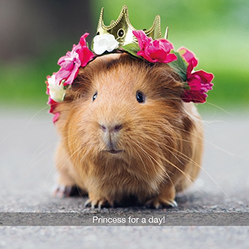 Princess For A Day Guinea Pig