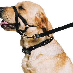 Ancol Nylon Training Halter. Size Large ( 5-6) 54 cm around neck/ 36 cm around snout