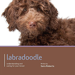 Labradoodle - Dog Expert