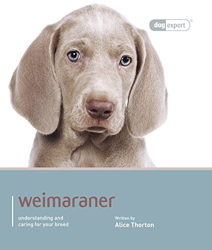 Weimaraner - Dog Expert