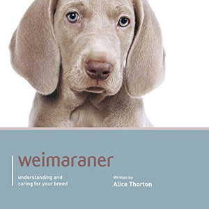 Weimaraner - Dog Expert