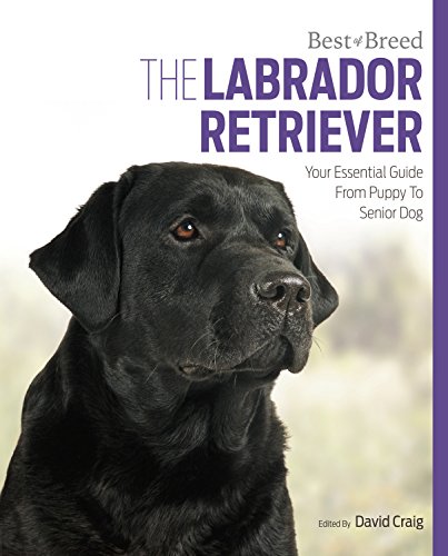 Labrador Best Of Breed - Paperback