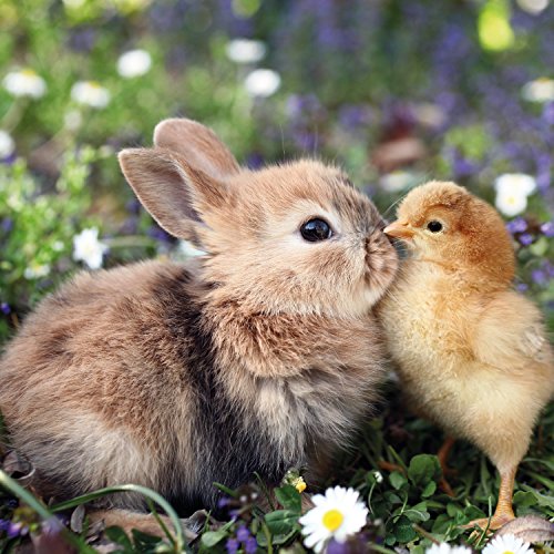 Rabbit And Chick