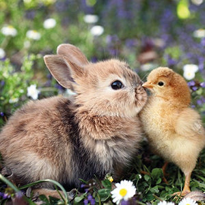 Rabbit And Chick