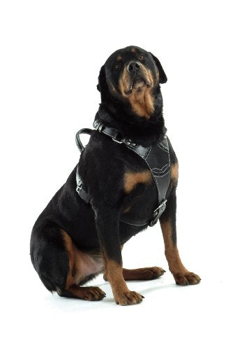 Harness Rock Attitudetude Black 01