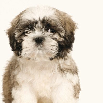 Shih Tzu Cont.