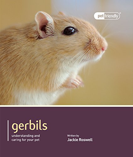 Gerbil - Pet Friendly