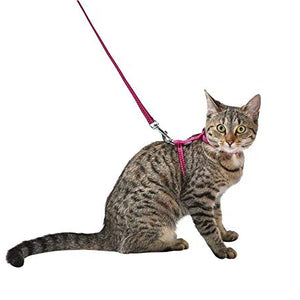 Kitten Pack Safe Fuchsia Xxs