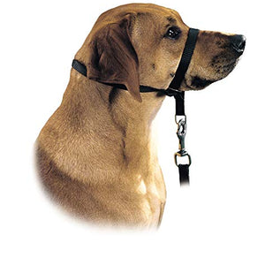 Education Harness Follow Me M/2 Nylon Black | Hunter