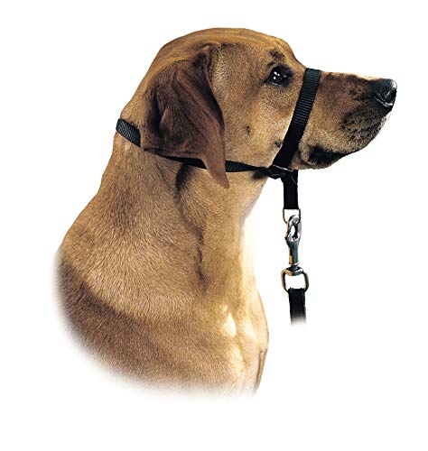 Education Harness Follow Me Xl/4 Nylon Black | Hunter