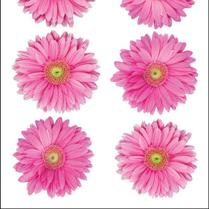 Sticko Pink Gerbera Stickers