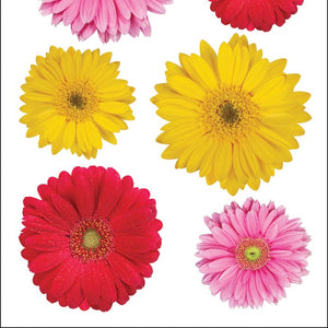 Sticko Gerbera Mix Stickers