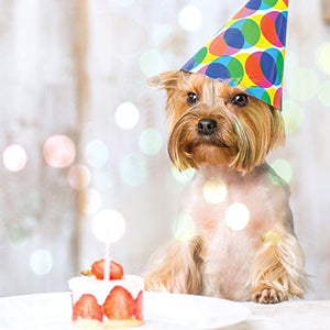 Yorkshire Terrier Party Hat