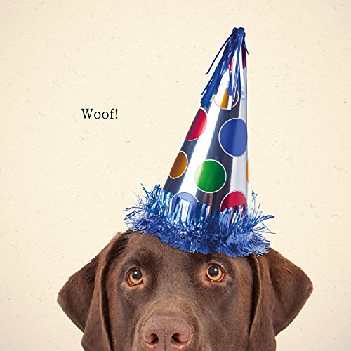 Chocolate Labrador Party Hat