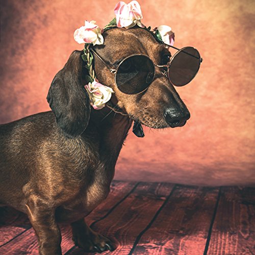 Dachshund Glasses