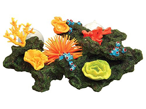 Sucker Mounted Reef | Fadulla