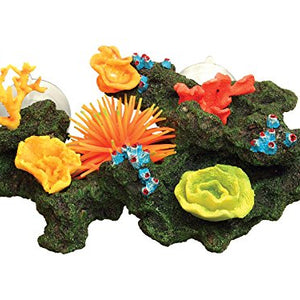 Sucker Mounted Reef | Fadulla