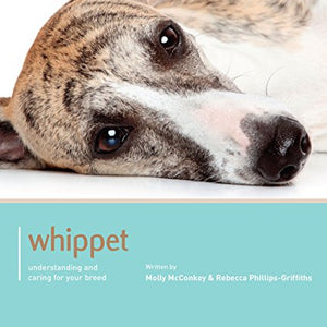 Whippet - Dog Expert