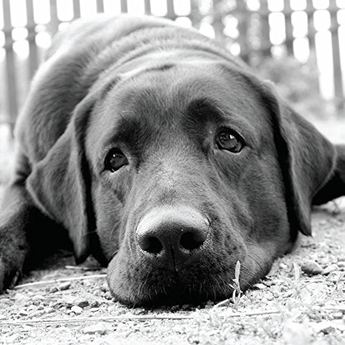 Labrador Looking Up