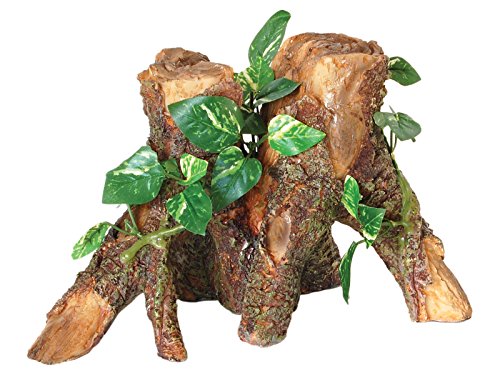 Trunk With Silk Cane Plant | Fadulla