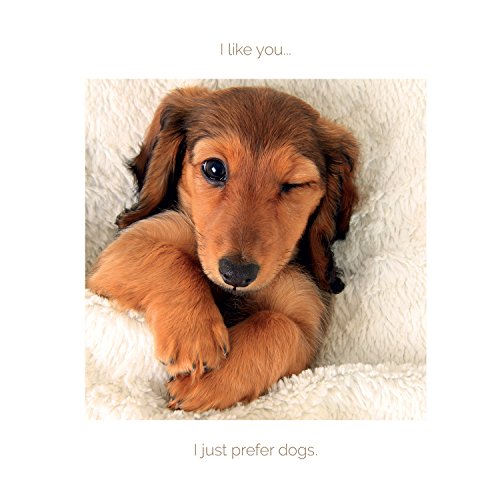 I Like You... I Just Prefer Dogs