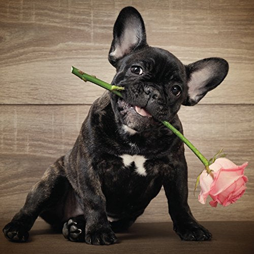 French Bulldog Flower