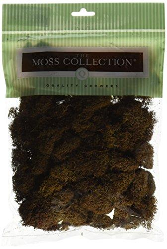 Quality Growers Preserved Reindeer Moss 108.5 Cubic Inches-Walnut
