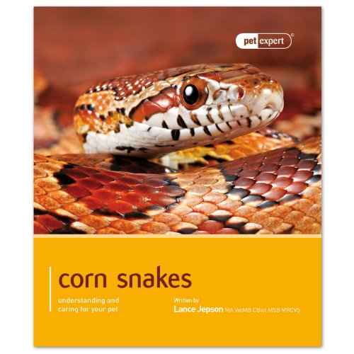 Corn Snake - Pet Expert