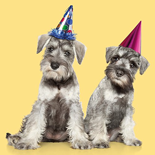 Miniature Schnauzer Party Hat