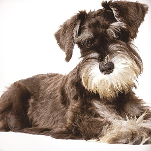 Miniature Schnauzer White Background