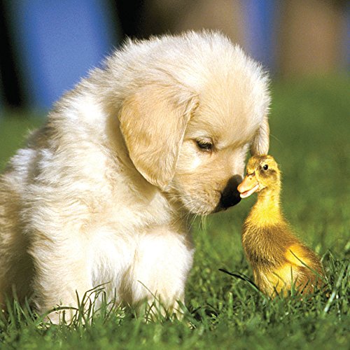 Golden Retriever Puppy And Duck