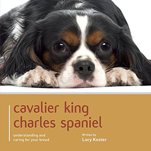 Cavalier King Charles Spaniel - Dog Expert