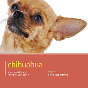Chihuahua - Dog Expert