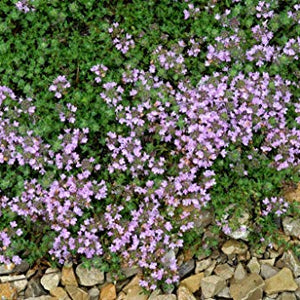 Thyme Herbal Tea (15 Bags) x 2 Pack Deal Saver